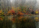 Duck Autumn Forest Fog Morning Reflection Lake