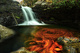 Fiery Autumn Waterfall