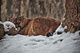 Mountain Cougar Snow Falling