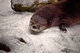 Otter Coming Out Den Winter Snow