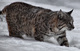 Bobcat Snow Winter