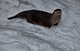 Otter Sliding Look Up