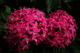 Pink Flower Bundles