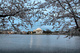 Cherry Trees Evening dc Tidal Basin