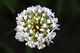 Clover Flower Macro