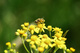Considering Busy Honey Bee Macro