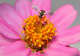 Hoverfly Flower Macro