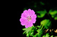Summer Flower Macro