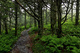 Forest Trail