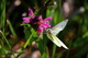 White Butterfly Pink Wildflower