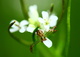 Macro Spider Flowers