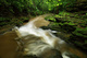 Forest Stream after Rain Showers