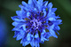 Blue Flower Hidden Grasshopper