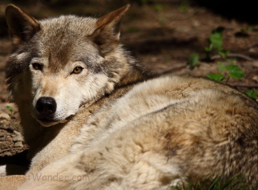 Wolf Wildlife Laying down