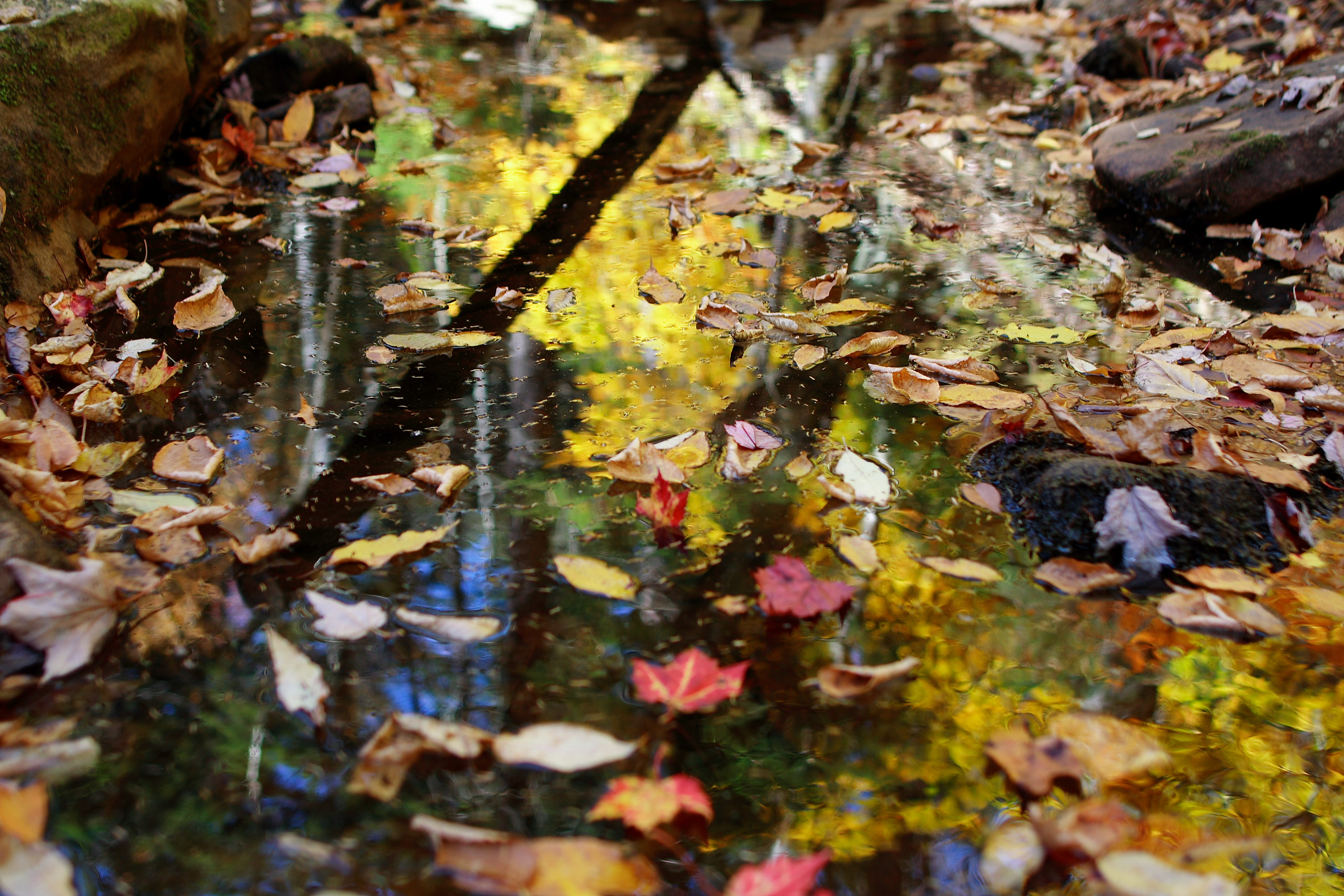 Autumn Leaves Reflections | Foliage| Free Nature Pictures by