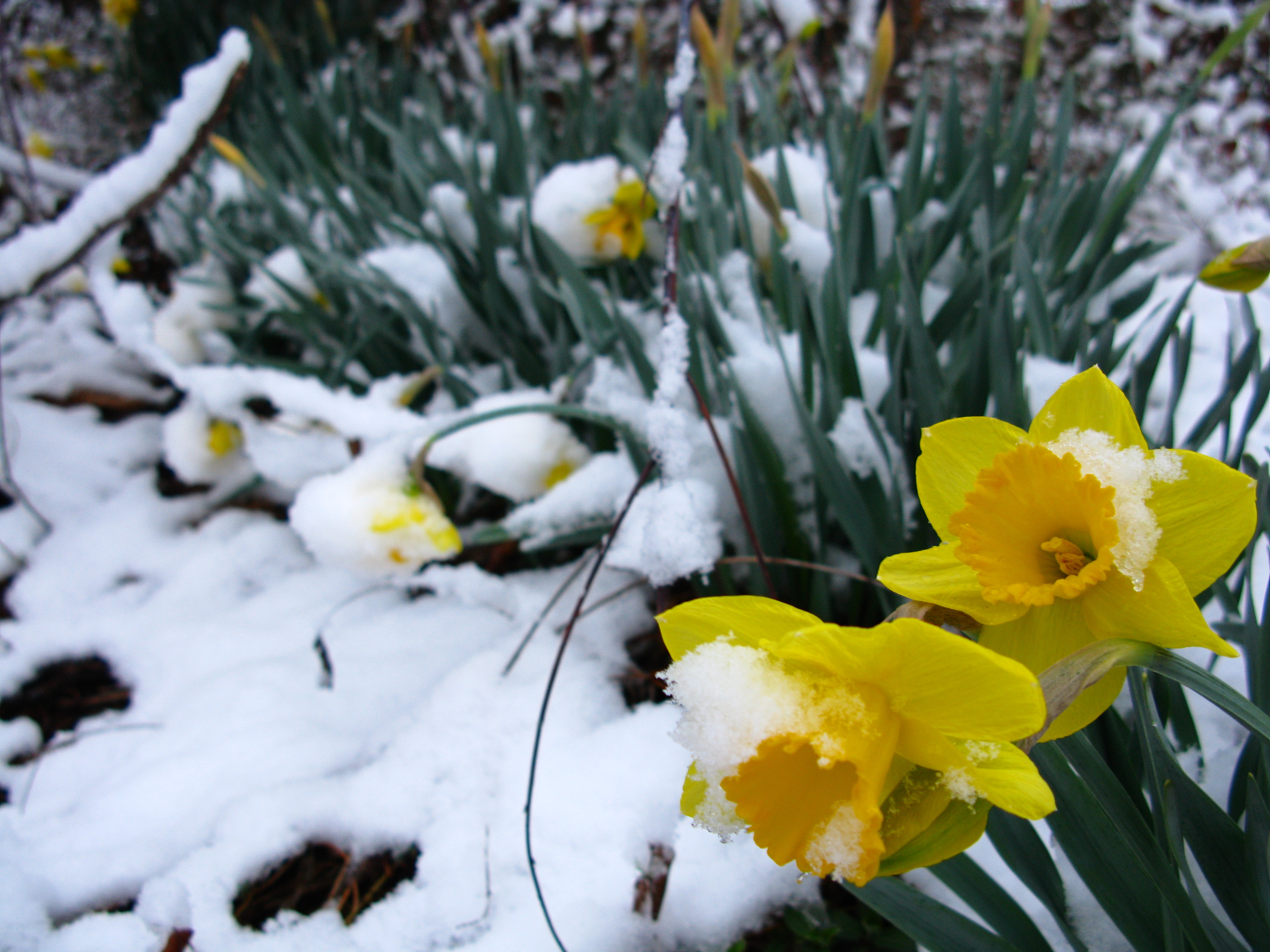 Самые первые цветы после зимы. Первоцветы нарциссы. Нарцисс large 'Oregon Snow'. Желтые первоцветы крокусы.