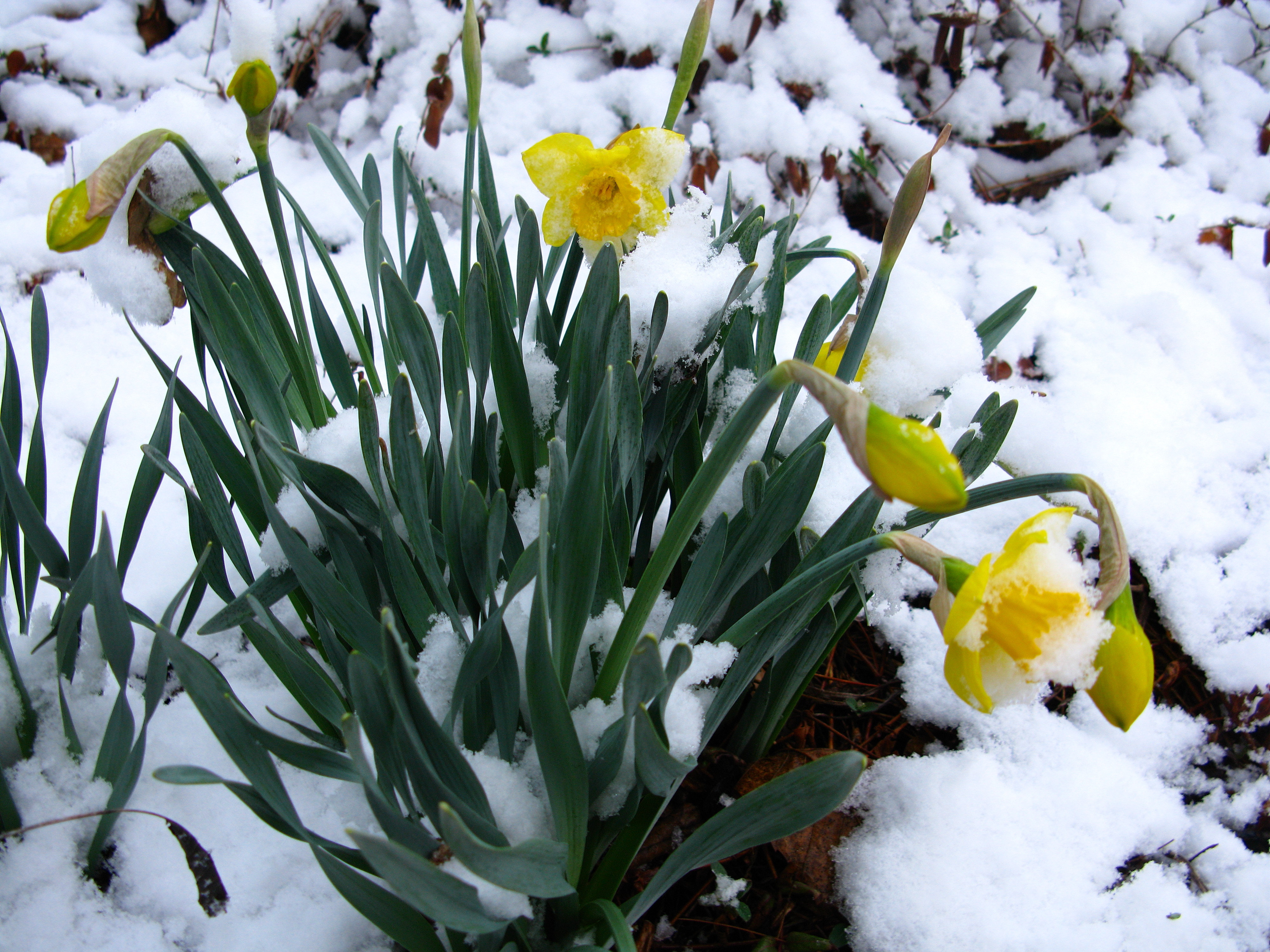Первые цветы после снега. Нарцисс Snow Frills. Нарциссы и примула. Нарцисс Карелия первоцвет. Пролески и нарциссы.