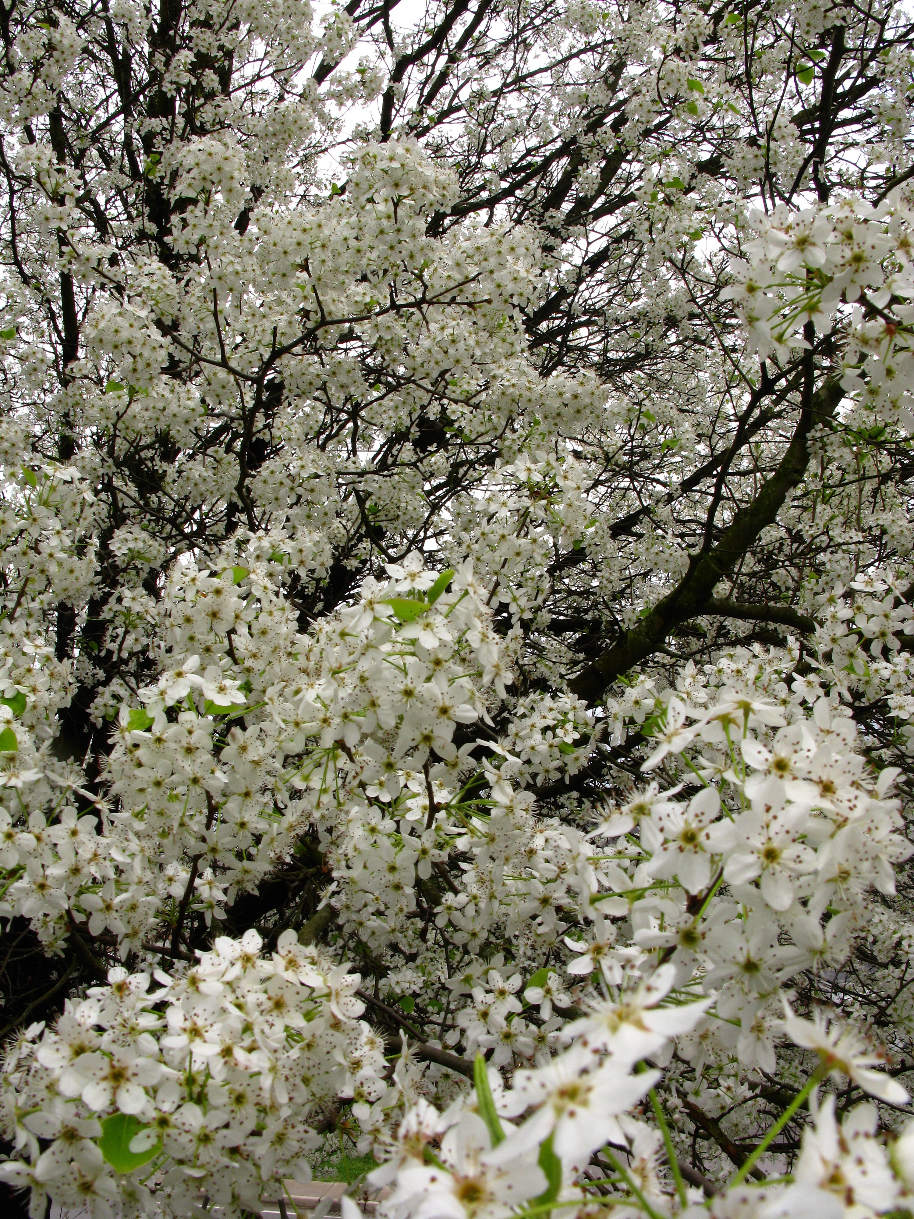 Spring White Pear Tree | Trees| Free Nature Pictures by ForestWander