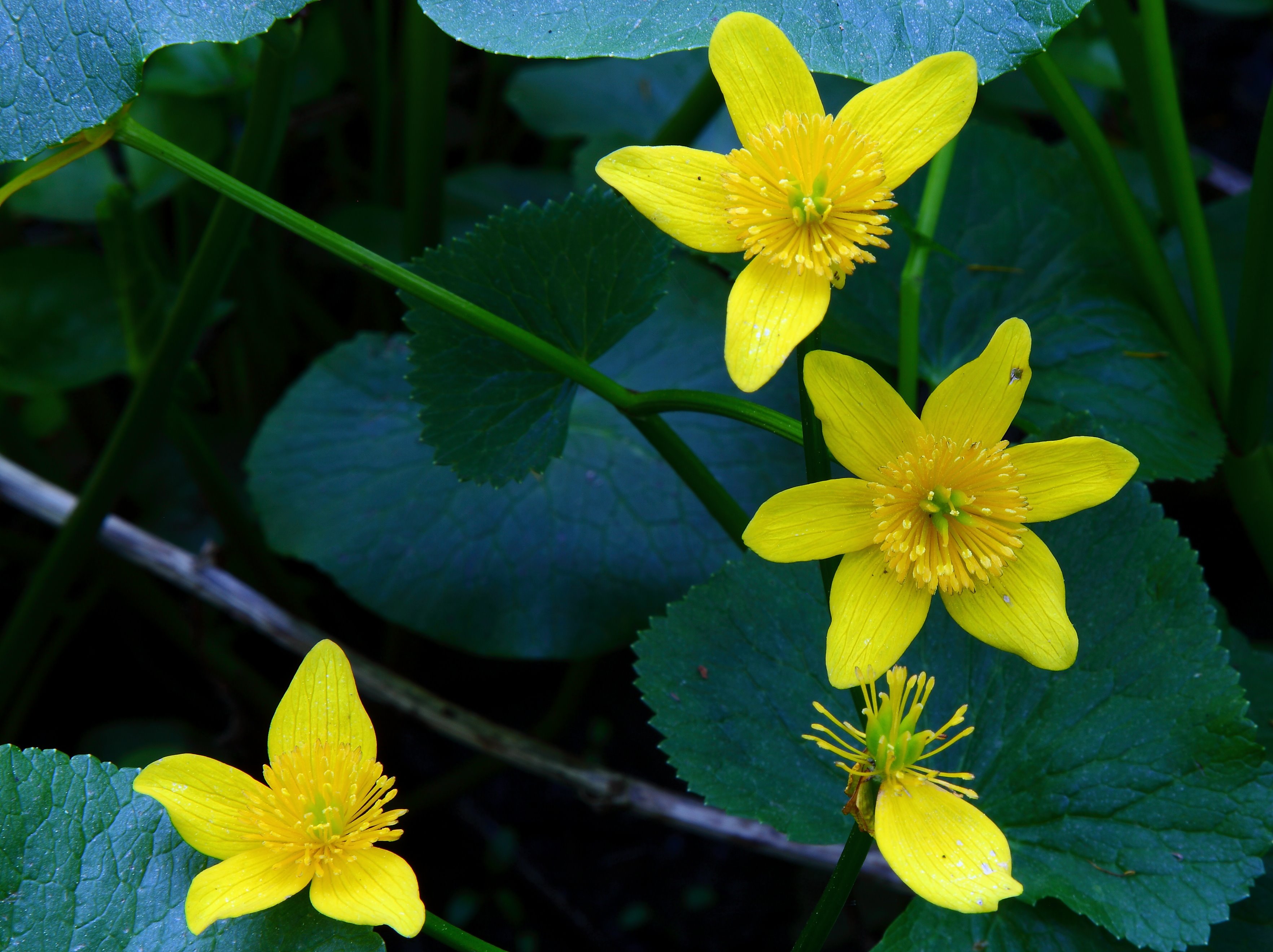 Marsh Marigold | Flowers| Free Nature Pictures by ForestWander Nature
