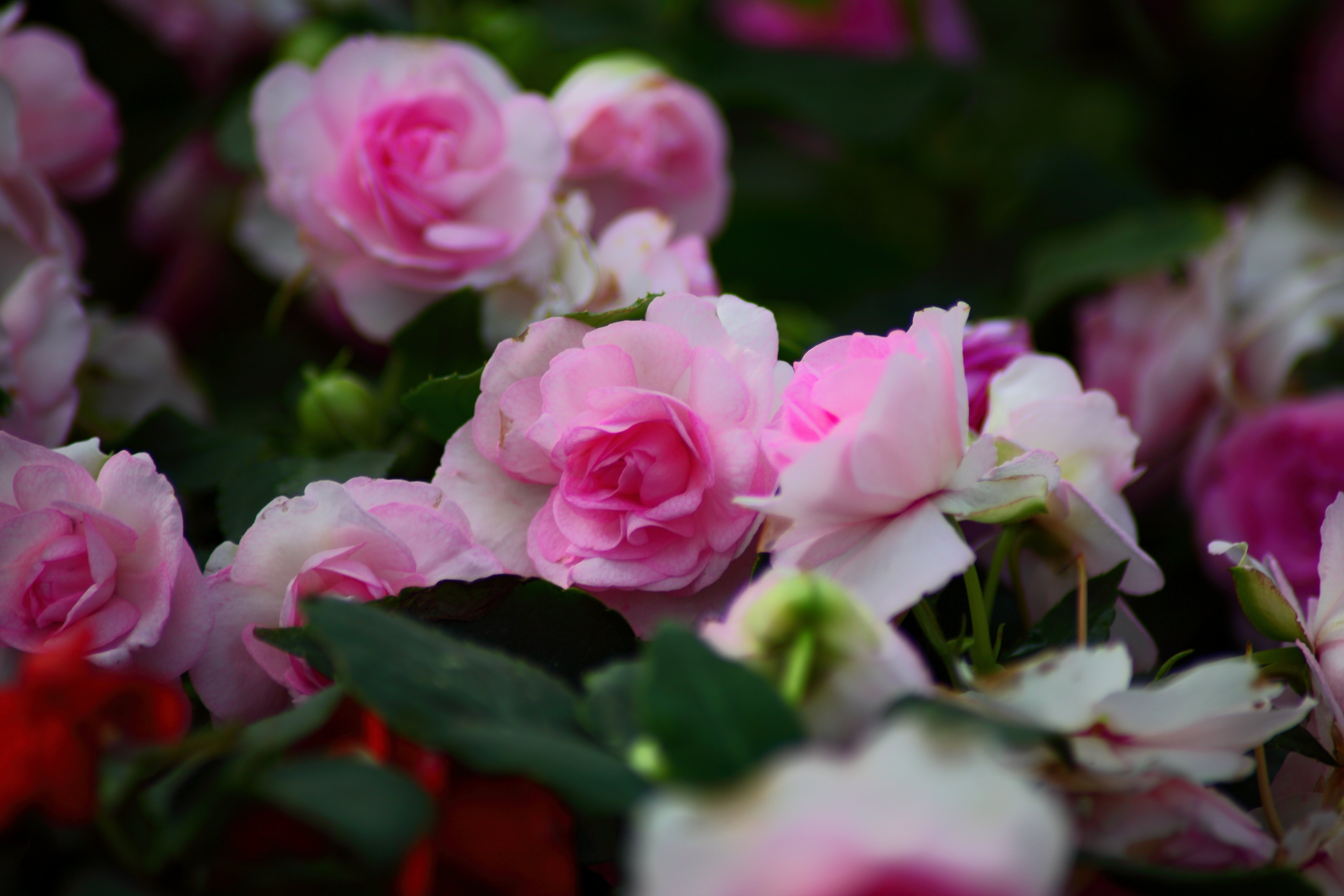Pink Roses | Flowers| Free Nature Pictures by ForestWander Nature ...