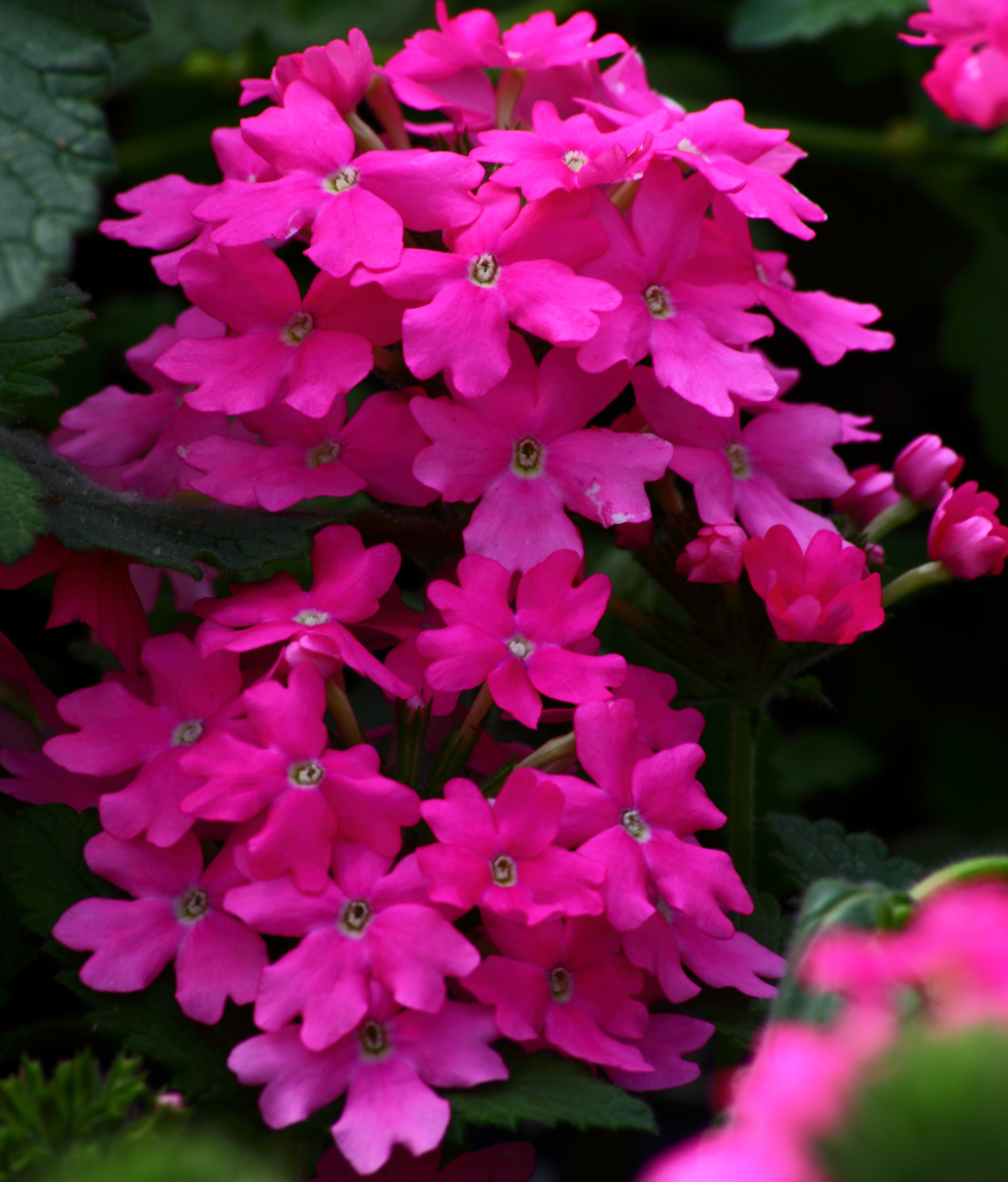 Pink Flowers | Flowers| Free Nature Pictures by ForestWander Nature ...
