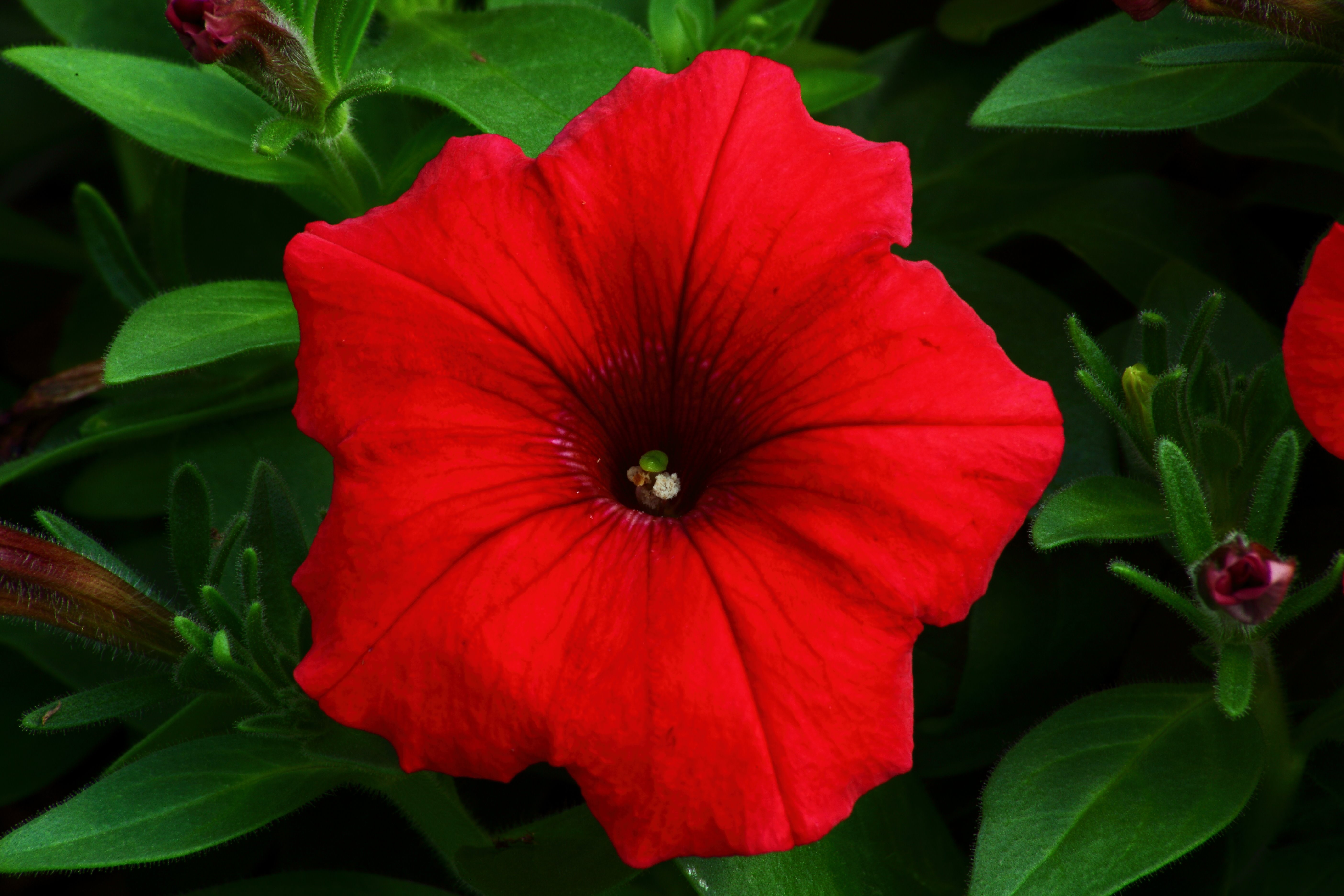 Red Petunia | Flowers| Free Nature Pictures by ForestWander Nature