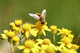 Macro Bee Gathering Pollen Yellow Flower
